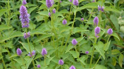 Agastache foeniculum