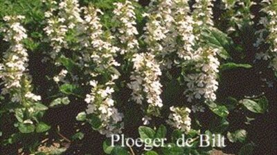 Ajuga reptans 'Alba'