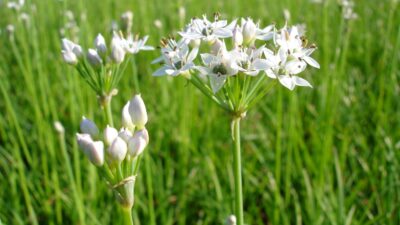 Allium tuberosum