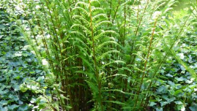 Athyrium filix-femina