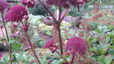 Angelica gigas