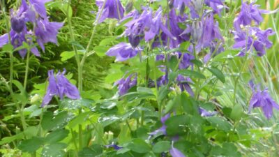 Aquilegia alpina