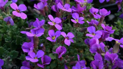 Aubrieta x cult. 'Blaumeise'