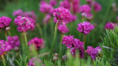 Armeria maritima 'Splendens'