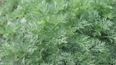 Artemisia arborescens 'Powis Castle'
