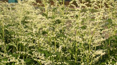 Artemisia lactiflora 'Elfenbein'