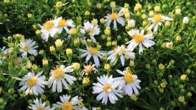 Aster dumosus 'Apollo'