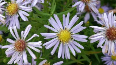 Aster dumosus 'Zwergenhimmel'