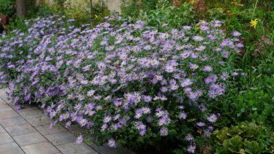 Aster x frikartii 'Mönch'