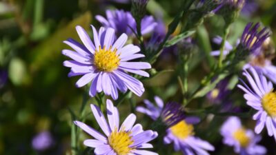 Aster laevis 'Blauschleier'