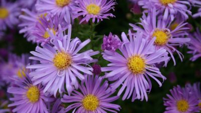 Aster novi-belgii 'Blütenmeer'