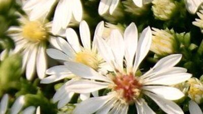 Aster ericoides ssp. pansus 'Snow Flurry'