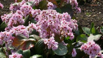 Bergenia cordifolia 'Biedermeier'