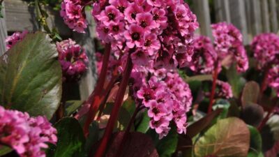 Bergenia cordifolia 'David'