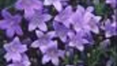Campanula garganica