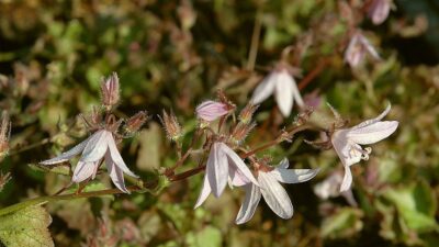 Campanula poscharskyana 'Lisduggan'