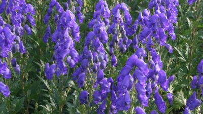 Aconitum carmichaelii 'Arendsii'