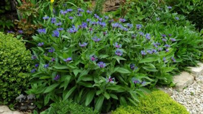 Centaurea montana