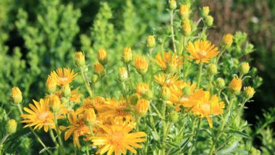 Heterotheca villosa 'Golden Sunshine'