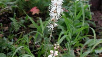 Actaea acerina 'Compacta'