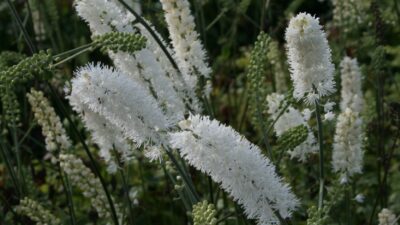 Actaea simplex 'White Pearl'