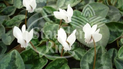 Cyclamen hederif. 'Perlenteppich'