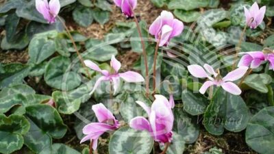 Cyclamen hederif. 'Rosenteppich'