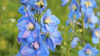 Delphinium x elatum 'Sommerwind'