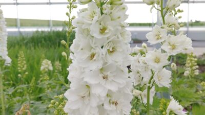 Delphinium 'Magic Fountain weiß m. dunkler Biene'