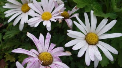 Arctanthemum arcticum 'Roseum'