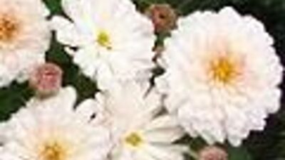 Chrysanthemum x hort. 'Julia'