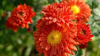 Chrysanthemum x hort. 'Rumpelstilzchen'