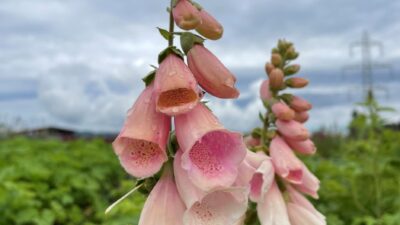 Digitalis purpurea 'Apricot'