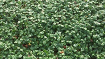 Fragaria chiloensis 'Chaval'