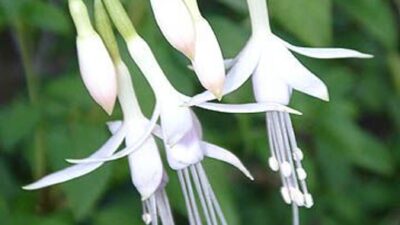 Fuchsia magellanica var. alba