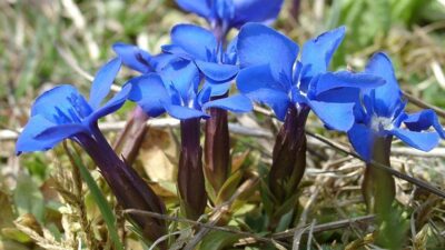 Gentiana verna