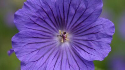 Geranium x magnificum 'Anemoniflorum'