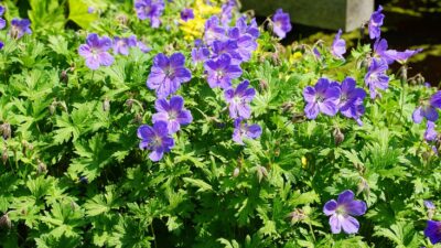 Geranium x magnificum 'Rosemoor'