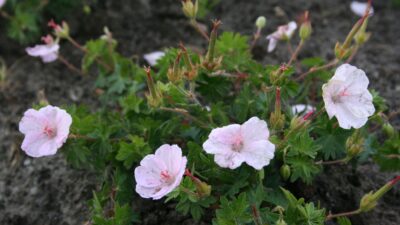 Geranium sanguineum 'Apfelblüte'