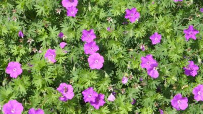 Geranium sanguineum 'Tiny Monster'