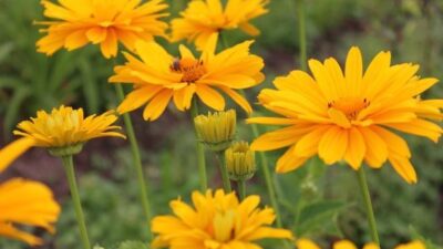 Heliopsis scabra 'Venus'