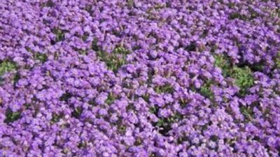 Aubrieta x cult. 'Tauricola'