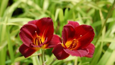 Hemerocallis x cult. 'Little Joy'