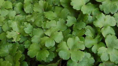 Hepatica transsylvanica