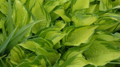 Hosta x fortunei 'Albopicta'