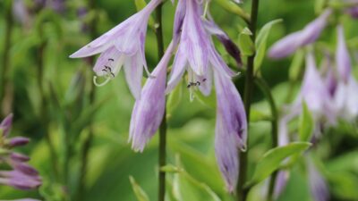 Hosta x fortunei 'Aureomarginata'