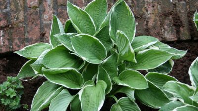 Hosta x fortunei 'Francee'