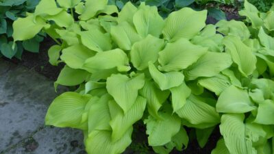 Hosta x fortunei 'Sun Power'