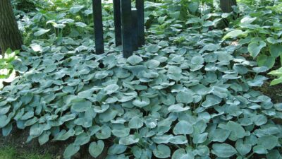 Hosta sieboldiana 'Buckshaw Blue'