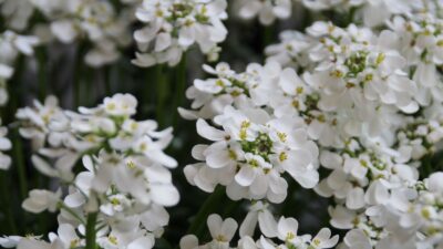 Iberis sempervirens 'Snowflake'